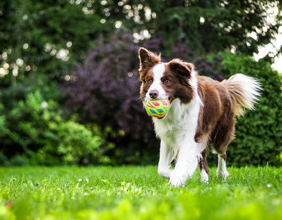 Image for Picsal Photography Service - Nikon, Pet Photography, Bird Photography, Dog Photography, Wedding Photography, Photographer in the South of England, Building Photography, Sports photography, Camera Mast Surveys, Motorbike Photography, Commercial Photography, Sales Shoots
