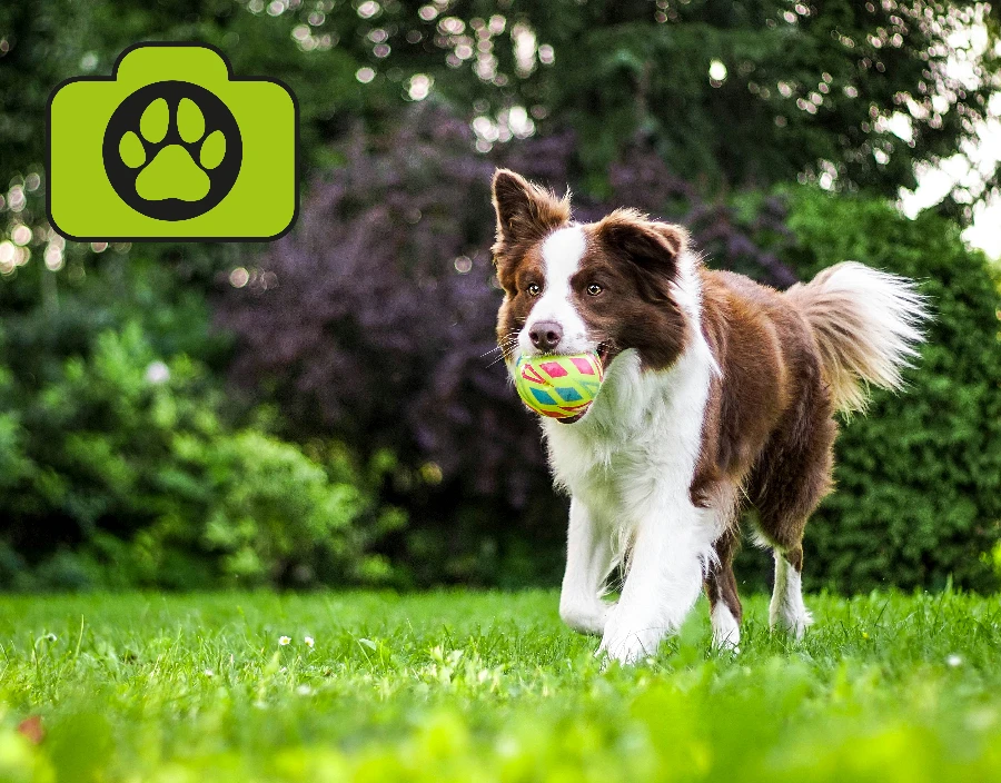 Image for Picsal Photography Outdoor Dog Photography Service -  Photographer, Photography, Fly throughs, Nikon D500 Photography, Surrey Photographer, Pet Photography, Camera Pole, Estate Photography, Camera Pole Surveys, Nature Photography, Photographer in Dorking,  Media photography