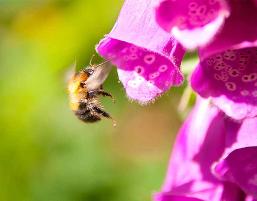 Image for Picsal Photography  Service - Real Estate, Interior Photography, Nikon, Commercial Photography, Elevated View, Wedding Photography,  Families & Children, Camera Mast Surveys, Nature Photography, Dog Photography, Natural Photography, Picsal Photography